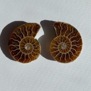 Matching Pair if Ammonite Fossils